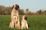 KANGAL 159